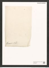 Campylodiscus thuretii Breb. (de-Toni-Nr.: Genus 57, Species 2482) Zeichnungen Sammlung Grunow (NHMW-BOT-W0373228)